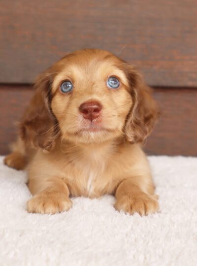 Golden Long Haired Dachshund Puppies