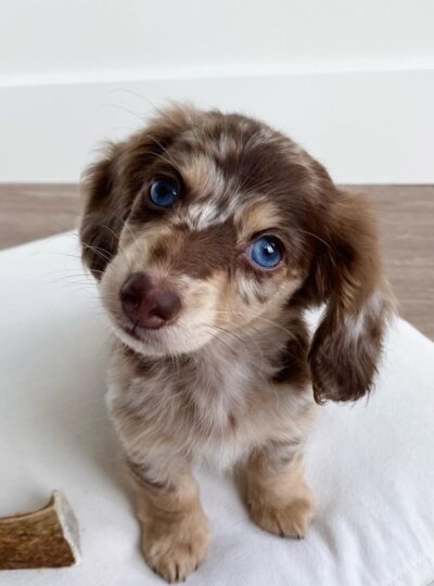 Miniature Dachshund puppy