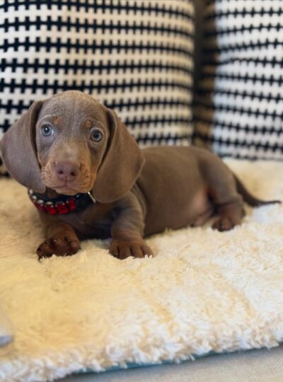 short haired miniature dachshund puppies for sale