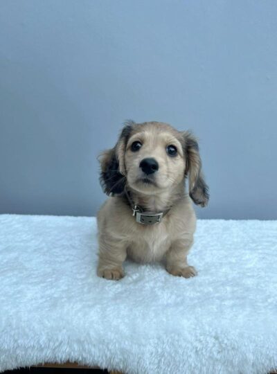 cream miniature dachshund puppies for sale