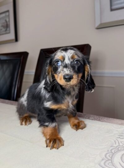 miniature dachshund puppies