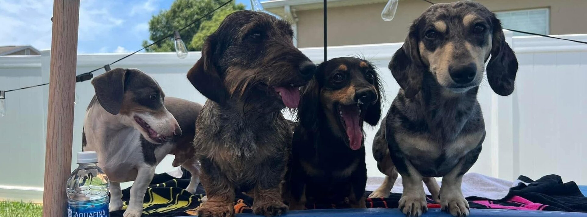 buy mini dachshund puppies online