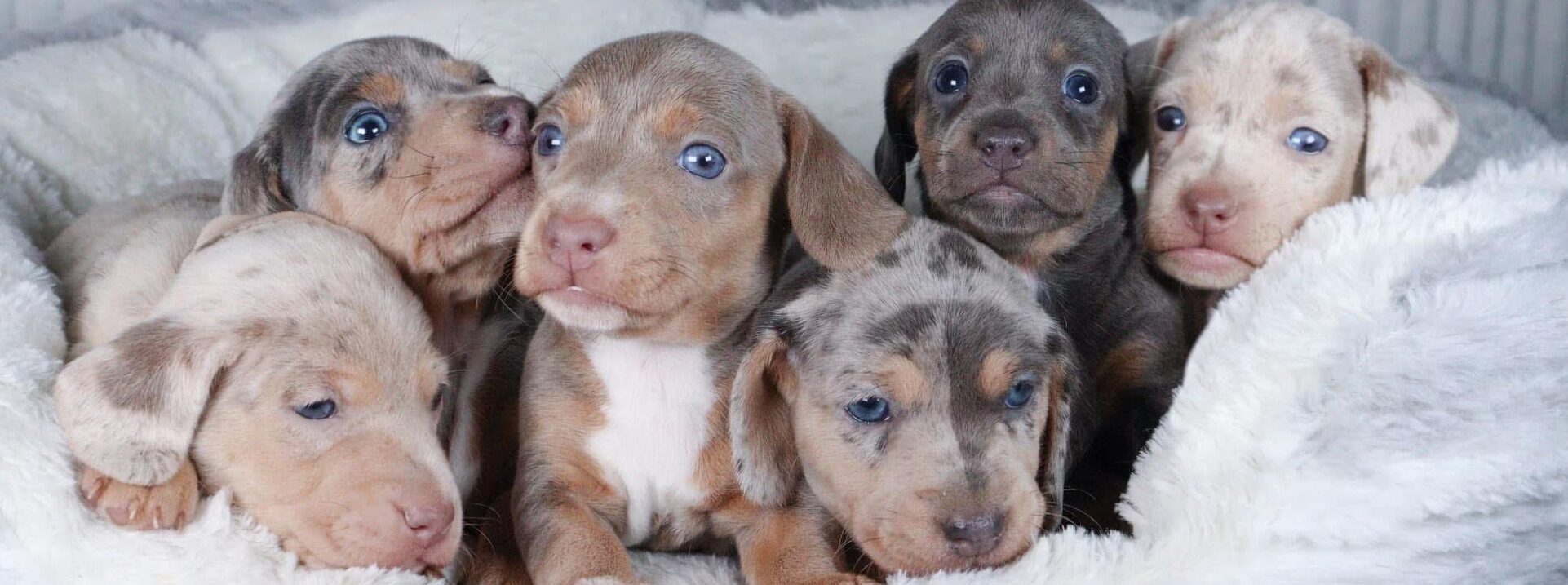 buy mini dachshund puppies online