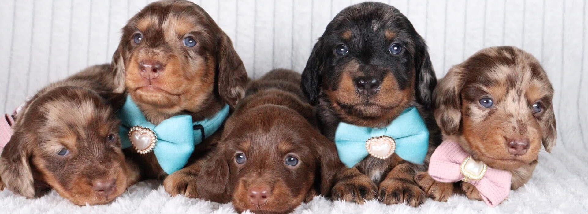 buy mini dachshund puppies online