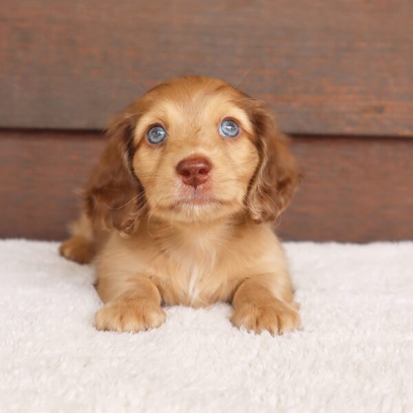 Golden Long Haired Dachshund Puppies