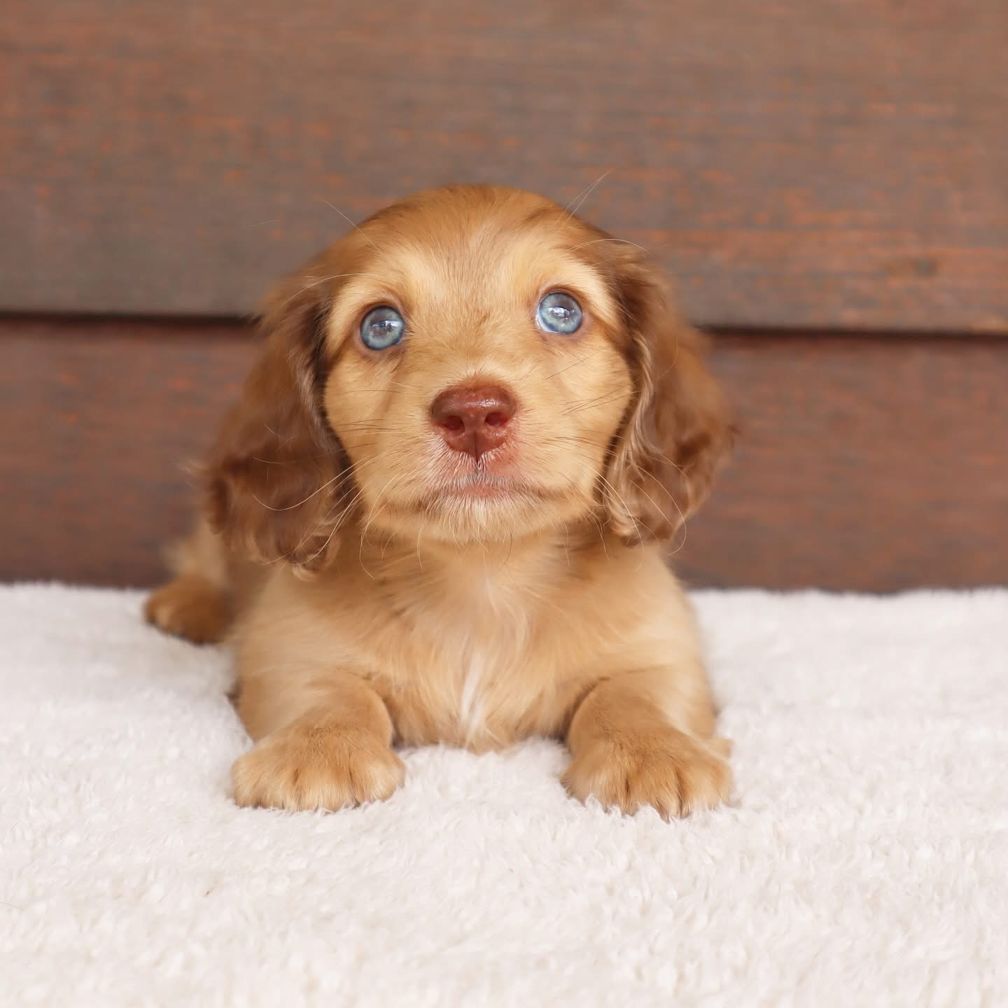 Golden Long Haired Dachshund Puppies