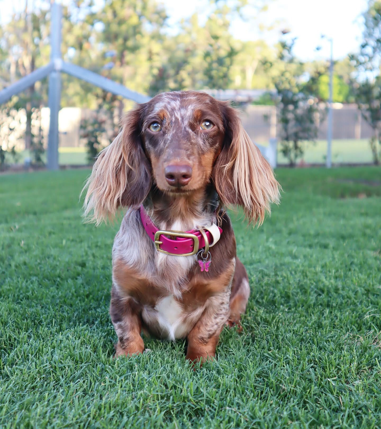 buy mini dachshund puppies online