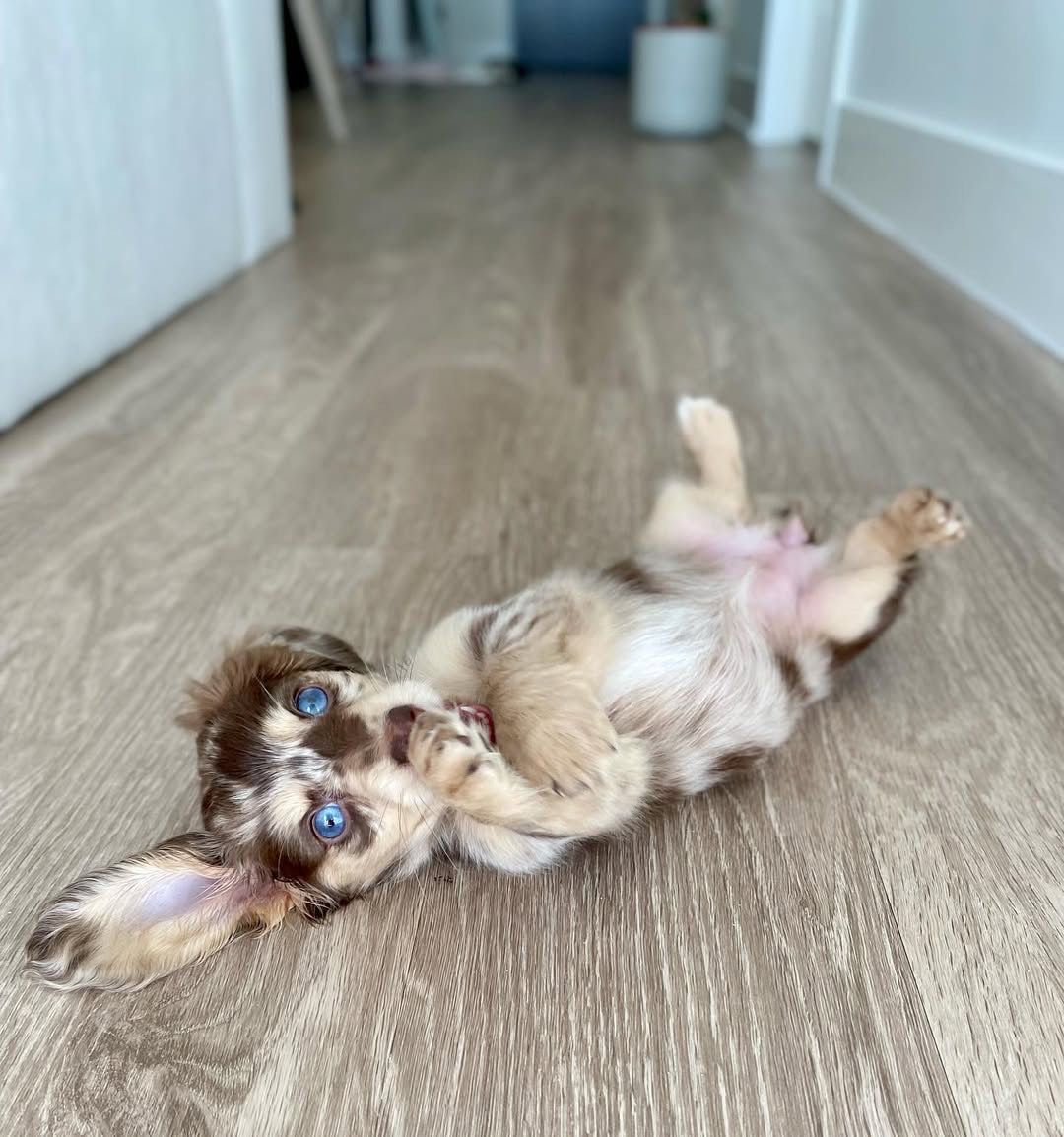 Miniature Dachshund puppy