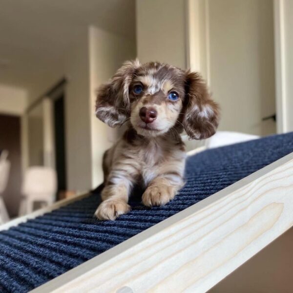 Miniature Dachshund puppy