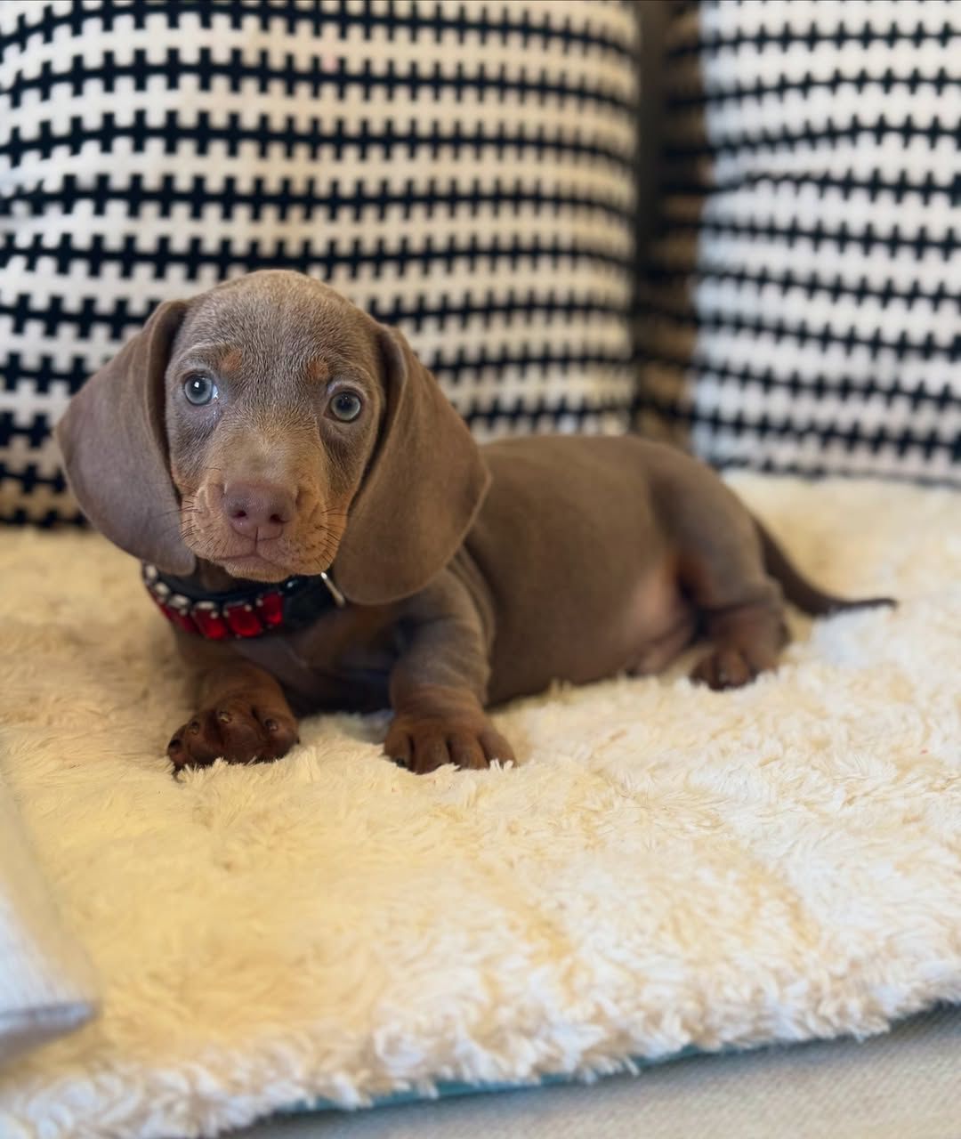 short haired miniature dachshund puppies for sale