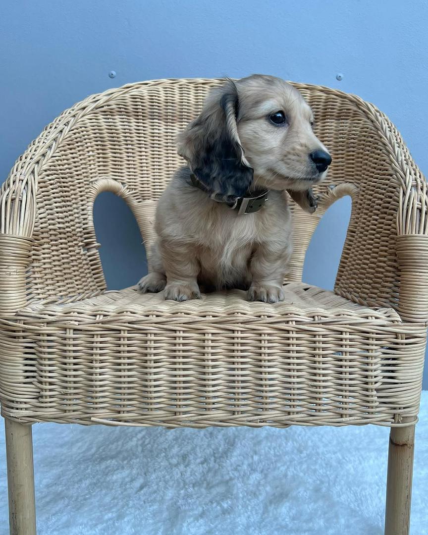 mini cream dachshund for sale