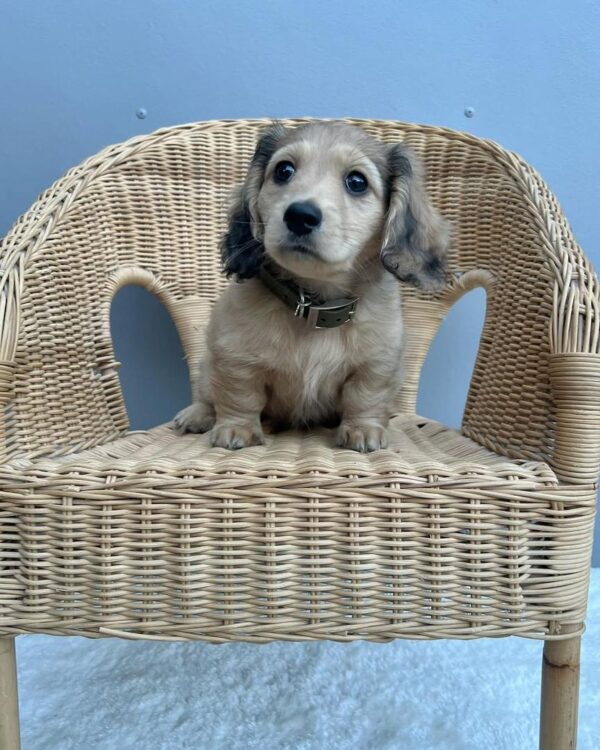 cream dapple dachshund puppies