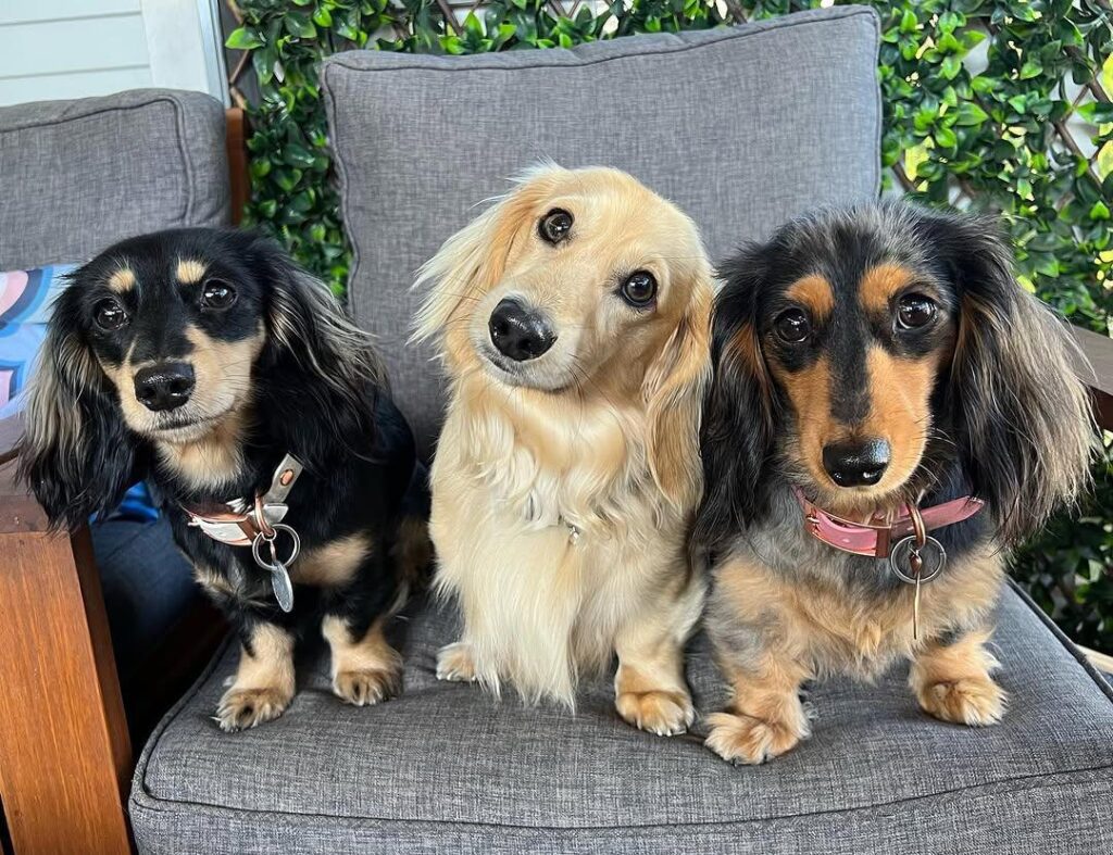 short haired miniature dachshund puppies for sale