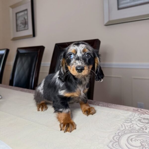 miniature dachshund puppies