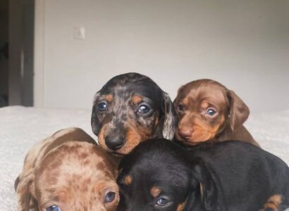 Do Dachshunds Bark A Lot?