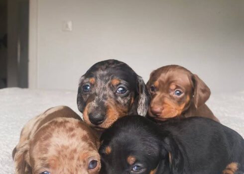 Do Dachshunds Bark A Lot?