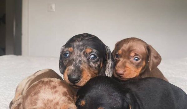 Do Dachshunds Bark A Lot?