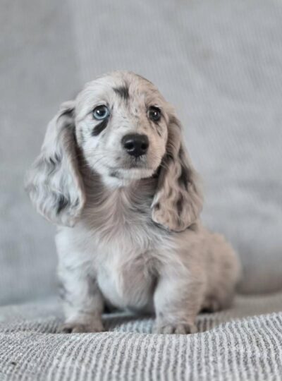 mini dachshund puppies for sale online