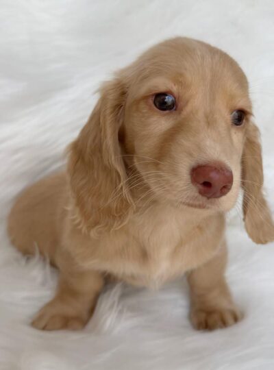 Cream Miniature Dachshund