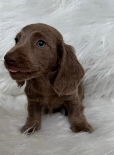 Long-Haired Miniature Dachshund for Sale