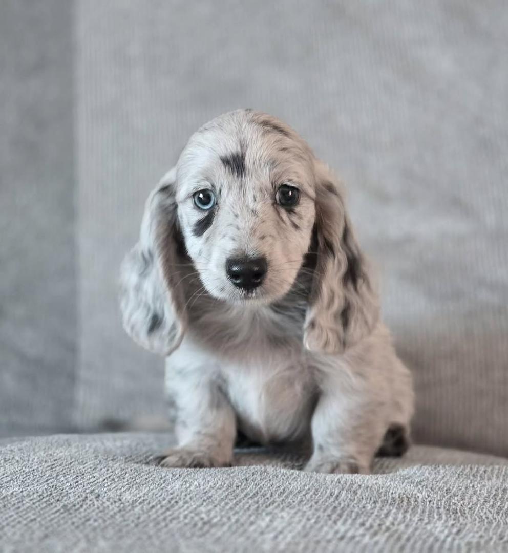 dapple miniature dachshund puppies