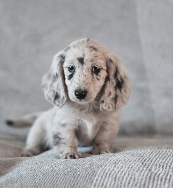 AKC white dapple dachshund puppies