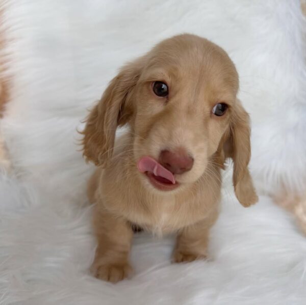 Cream Miniature Dachshund