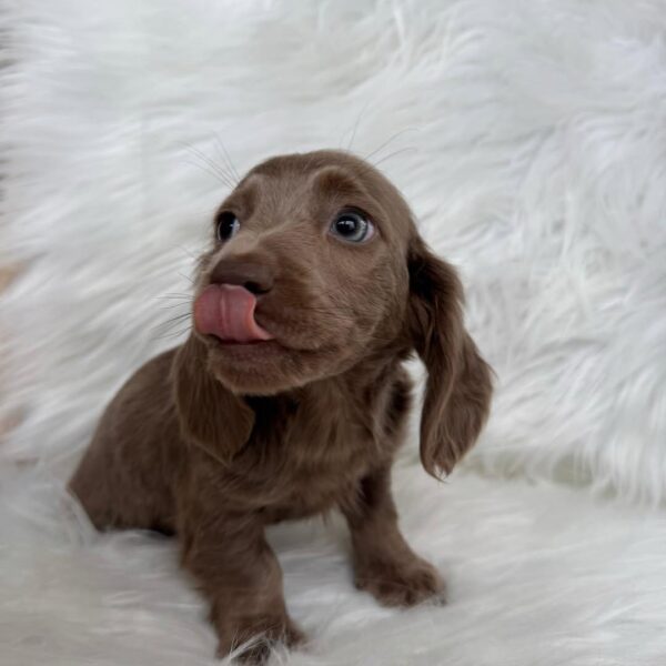 Long-Haired Miniature Dachshund for Sale